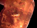 bug in amber