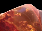 bug in amber