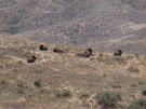 wild buffalo herd