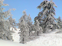 Pine Trees Covered With Ice