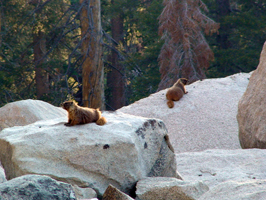 marmots resting